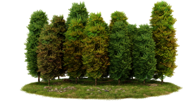Green model trees on a green grass base, isolated on transparent background