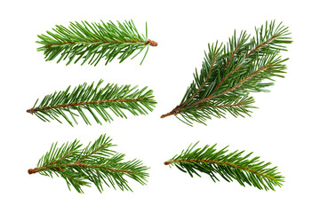 Set of Christmas green spruce branch on white