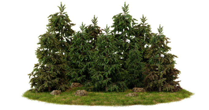Dense evergreen forest with multiple fir trees, green grass, and rocks