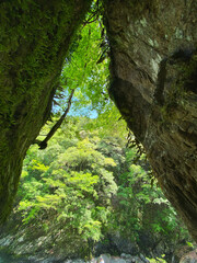 岩に囲まれた森の中の通路