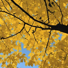 autumn leaves and ginkgo leaves