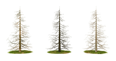 Three Dead Pine Trees Isolated on transparent background
