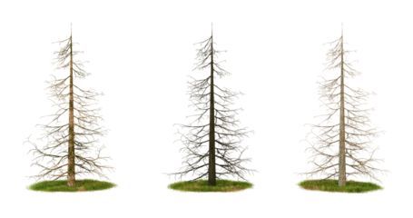 Three Dead Pine Trees Isolated on transparent background