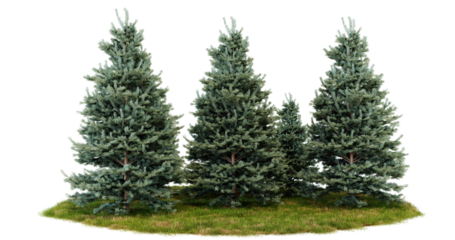 Three Blue Spruce Trees in a Row on a Patch of Grass