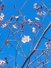 澄んだ青空へ桜の花と枝が映る写真