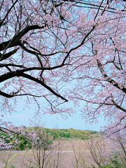 満開の桜の花をフレームにして山の風景を撮影した様子
