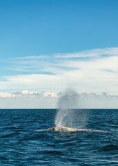 Closeup Whale Swimming At Ocean showing skin covered with balanuses and vibrissas spout. Gray whale migrating in blue ocean waters of Mexico. Unique photo of life mammal animal. Crustaceans on skin