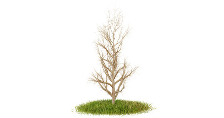 Single White Tree on Green Ground on transparent background