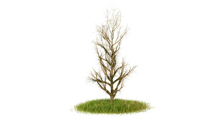 Single, dead tree with brown branches and green grass on transparent background