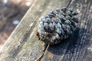 A pine cone resting on a wooden picnic table in a park, capturing a natural and rustic outdoor vibe.