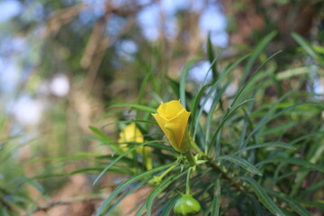 Cascabela thevetia yellow flowers on tree branches with trumpet-shaped petals and dense green leaves. This species is also called Yellow oleander.