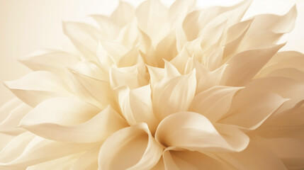 Fotografía de flor crema pálida con pétalos como seda. Fondo neutro y sombras suaves que crean profundidad y destacan su textura fina.