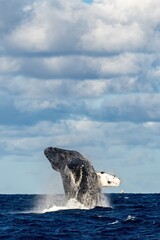 Humpback whale jump Megaptera novaeangliae breaches near East London South Africa. Shot in Hawaiian...