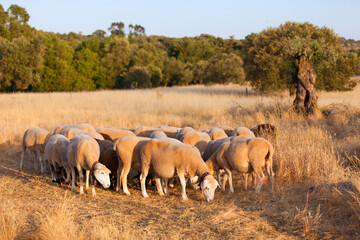 A flock of sheep grazes in a field of dry, golden grass