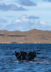 Closeup Whale Swimming At Ocean showing tail. Endangered wildlife conservation. Gray whale migrating in blue ocean waters of Mexico. Unique photo of wild life mammal giant animal. Tail spladhing water