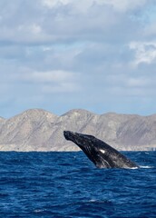 Humpback whale jump Megaptera novaeangliae breaches near East London South Africa. Shot in Hawaiian Islands Humpback Whale National Marine Sanctuary. Humpback whale jumps out of the water Slow motion