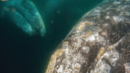 Closeup macro underwater Whale eye and skin covered with balanuses vibrissas. Gray whale portrait migrating in blue ocean waters of Mexico. Unique wild mammal animal. Crustaceans and shells on skin