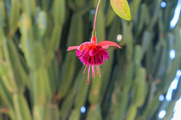 Image of a fuchsia flower (Fuchsia hybrida), also known as lady's eardrop, with red and purple...
