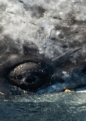 Closeup macro Whale eye and skin covered with balanuses and vibrissas. Gray whale portrait migrating in blue ocean waters of Mexico. Unique photo of wild mammal animal. Crustaceans and shells on skin