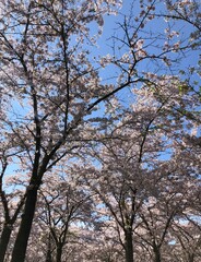 cherry blossom tree in spring