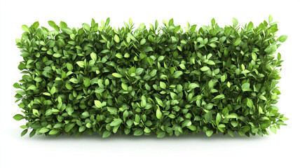 Obraz premium green hedge wall isolated on white background