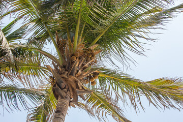 Fototapeta premium Coconut palm tree with coconuts on blue sky background