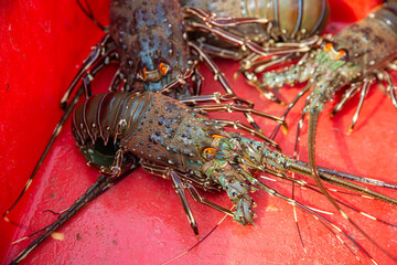 Alive south pacific spiny lobster recently caught