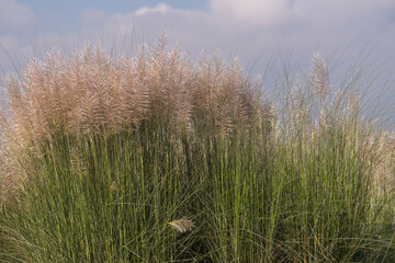 Obraz premium Saccharum spontaneum plants blossom in its nature. Kans grass flower in nature.