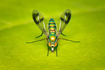 Small and colorful metallic green and orange fly drinking water on a leaf with blurred background