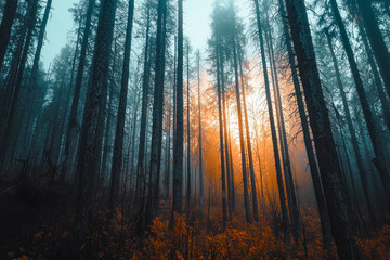 Obraz premium Tall and dried trees in summer season in the forest.