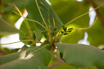 Almond tree orchard in Mancora Piura Peru on a sunny day