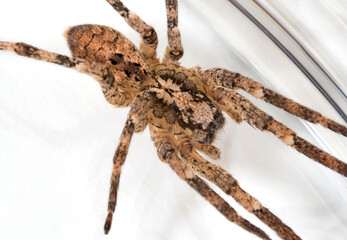 Nosferatu Spinne, auf hellem Untergrund, Nahaufnahme mit Zeichnung auf dem Rücken, Macro