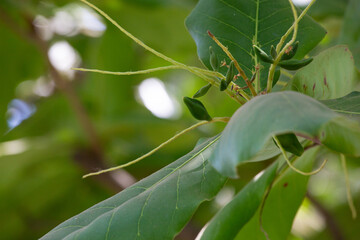 Almond tree orchard in Mancora Piura Peru on a sunny day