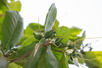 Almond tree orchard in Mancora Piura Peru on a sunny day