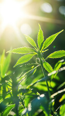Obraz premium Vibrant green cannabis plant with sunlight filtering through its leaves, showcasing beauty of nature and growth. sunlight enhances lush greenery, creating serene atmosphere