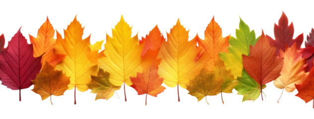 PNG Autumn leaves backgrounds maple plant.