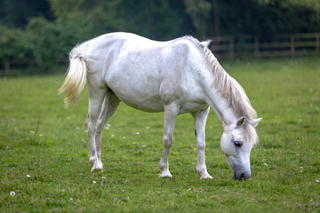 Fototapeta premium White or grey mare pony grazing in her paddock on a wet day, Image shows a beautiful horse grazing in it's field on a rainy day in Surrey