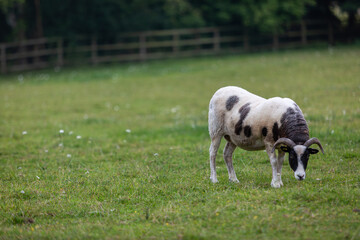 Obraz premium Lone Jacob sheep in her paddock, Image shows a single ewe in her field on a small farm in Surrey