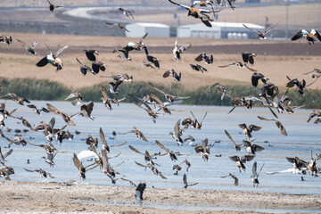 water, nature, bird, birds, sky, lake, sea, landscape, flying, beach, wildlife, winter, ocean, blue, sand, flock, goose, geese, ducks, river, animal, snow, coast, duck, sunset