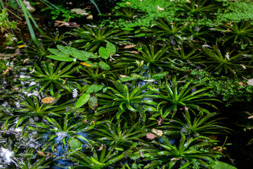 Large pond full of plants 
