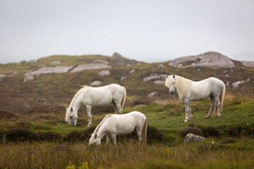 Eriskay Pony in the wild, Image shows a small herd of three wild Eriskay ponies in their natural environment on a wet windy summers day