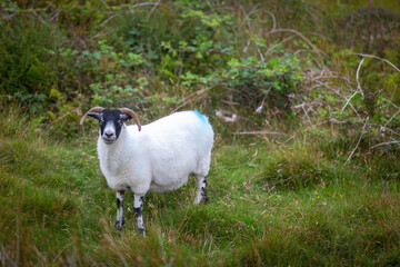 Scottish Blackface sheep on a remote Scottish island, Image shows a lone Scottish blackface sheep on the remote island of eriskay