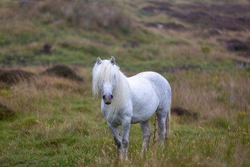 Fototapeta premium Eriskay pony in the wild, Image shows a wild Eriskay pony in his natural environment on a cloudy summers day in Eriskay 