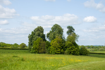 landscape with circle of trees, bright yellow buttercups  and blue sky in the countryside