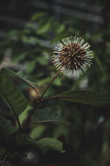 flower in the form of a ball on a green abstract background