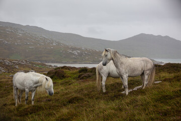 Eriskay Pony in the wild, Image shows a small herd of three wild Eriskay ponies in their natural environment on a wet windy summers day
