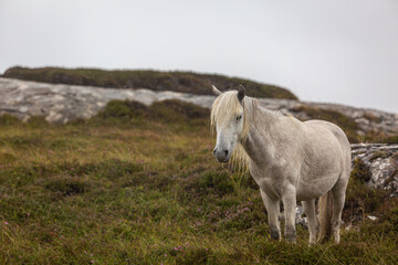 Eriskay pony in the wild, Image shows a wild Eriskay pony in his natural environment on a cloudy summers day in Eriskay 