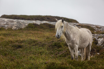 Obraz premium Eriskay pony in the wild, Image shows a wild Eriskay pony in his natural environment on a cloudy summers day in Eriskay 