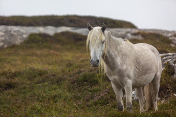 Obraz premium Eriskay pony in the wild, Image shows a wild Eriskay pony in his natural environment on a cloudy summers day in Eriskay 