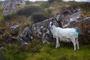 Fototapeta premium Scottish blackface sheep using a rock to take shelter from the strong winds, Image shows a young sheep on the moorland on a cold wet summers day in South Uist